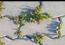 Nema više čupanje korova: Na proljeće samo pospite 1 namirnicu po njemu i biće trajno uništen