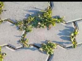 Nema više čupanje korova: Na proljeće samo pospite 1 namirnicu po njemu i biće trajno uništen