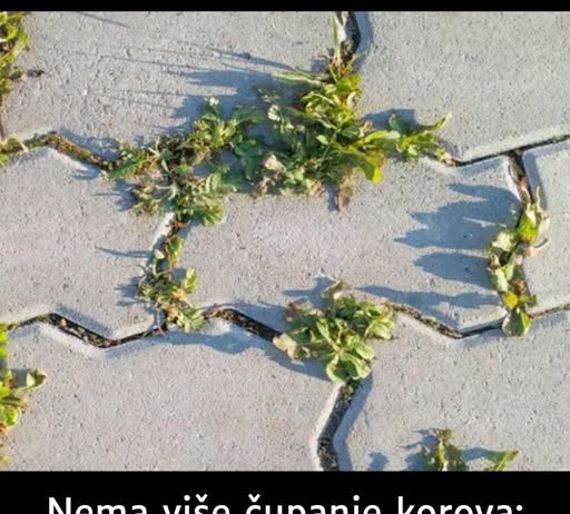 Nema više čupanje korova: Na proljeće samo pospite 1 namirnicu po njemu i biće trajno uništen