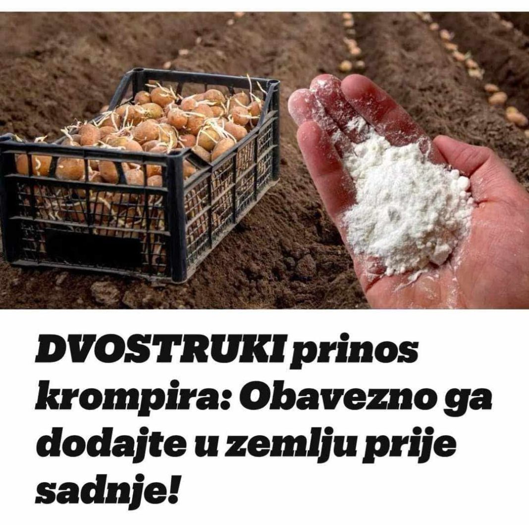 DV0STRUKI Prinos Krompira: 0BAVEZN0 D0DAJTE 0V0 U ZEMLJU PRlJE SADNJE…. - featured image