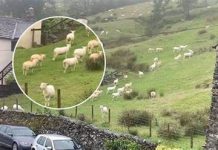 SNIMALA OVCE pa primjetila nešto vrlo čudno: “Nisam mogla vjerovati svojim očima! Kako je to moguće?” SNIMALA OVCE pa primjetila nešto vrlo čudno: “Nisam mogla vjerovati svojim očima! Kako je to moguće?” - featured image