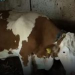 “Ovo se nije ranije desilo”: Čudo potreslo Srbiju: Krava Beba šokirala sve “Ovo se nije ranije desilo”: Čudo potreslo Srbiju: Krava Beba šokirala sve - featured image