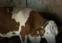 “Ovo se nije ranije desilo”: Čudo potreslo Srbiju: Krava Beba šokirala sve “Ovo se nije ranije desilo”: Čudo potreslo Srbiju: Krava Beba šokirala sve - featured image