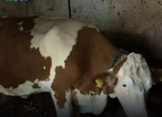 “Ovo se nije ranije desilo”: Čudo potreslo Srbiju: Krava Beba šokirala sve “Ovo se nije ranije desilo”: Čudo potreslo Srbiju: Krava Beba šokirala sve - featured image