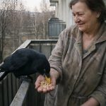 Žena je svakog dana šest godina hranila istog vranu na svom balkonu: ali jednog dana ptica jednostavno nije došla, a ubrzo je žena saznala strašnu istinu 😢😲 Žena je svakog dana šest godina hranila istog vranu na svom balkonu: ali jednog dana ptica jednostavno nije došla, a ubrzo je žena saznala strašnu istinu 😢😲 - featured image