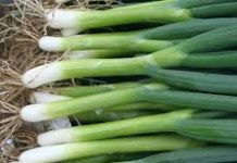 Od ovoga nikne do kolena, a ne bi vam palo na pamet da ga ovim zalijete: Mladi luk ovo obožava, od prirodnog đubriva raste kao lud Od ovoga nikne do kolena, a ne bi vam palo na pamet da ga ovim zalijete: Mladi luk ovo obožava, od prirodnog đubriva raste kao lud - content image