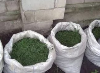 NIKADA ne bacajte pokošenu travu: EVO ZAŠTO i svaki baštovan to treba da zna! NIKADA ne bacajte pokošenu travu: EVO ZAŠTO i svaki baštovan to treba da zna! - featured image