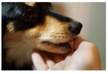 Evo šta svaki pas uradi kad oseti da je u društvu loše i pokvarene osobe: Ovo DOBRO zapamtite, može vas zaštititi od zla Evo šta svaki pas uradi kad oseti da je u društvu loše i pokvarene osobe: Ovo DOBRO zapamtite, može vas zaštititi od zla - featured image
