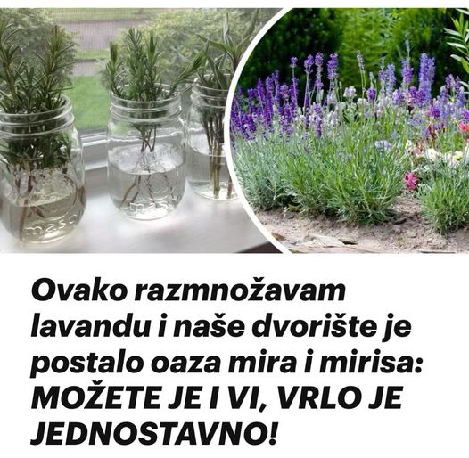 OVAKO RAZMNOŽAVAM LAVANDU I NAŠE DVORIŠTE JE POSTALO OAZA MIRA I MIRISA: MOŽETE I VI, VRLO JE JEDNOSTAVNO! - featured image OVAKO RAZMNOŽAVAM LAVANDU I NAŠE DVORIŠTE JE POSTALO OAZA MIRA I MIRISA: MOŽETE I VI, VRLO JE JEDNOSTAVNO! - featured image