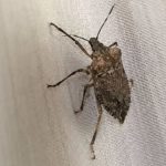 SMRDIBUBE SE UŽASNO PLAŠE JEDNE STVARI: Samo stavite ovo i BJEŽAT ĆE OD VAŠE KUĆE SMRDIBUBE SE UŽASNO PLAŠE JEDNE STVARI: Samo stavite ovo i BJEŽAT ĆE OD VAŠE KUĆE - featured image
