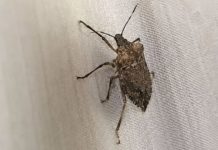 SMRDIBUBE SE UŽASNO PLAŠE JEDNE STVARI: Samo stavite ovo i BJEŽAT ĆE OD VAŠE KUĆE SMRDIBUBE SE UŽASNO PLAŠE JEDNE STVARI: Samo stavite ovo i BJEŽAT ĆE OD VAŠE KUĆE - featured image