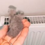 EVO KAKO DA OČISTITE RADIJATORE ZA MINUTU: Bolju foru niste vidjeli, kako se niko ranije nije sjetio ovoga?! (VIDEO) EVO KAKO DA OČISTITE RADIJATORE ZA MINUTU: Bolju foru niste vidjeli, kako se niko ranije nije sjetio ovoga?! (VIDEO) - featured image