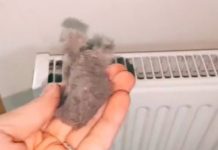 EVO KAKO DA OČISTITE RADIJATORE ZA MINUTU: Bolju foru niste vidjeli, kako se niko ranije nije sjetio ovoga?! (VIDEO) EVO KAKO DA OČISTITE RADIJATORE ZA MINUTU: Bolju foru niste vidjeli, kako se niko ranije nije sjetio ovoga?! (VIDEO) - featured image