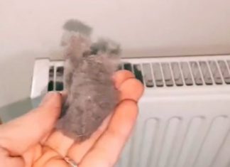 EVO KAKO DA OČISTITE RADIJATORE ZA MINUTU: Bolju foru niste vidjeli, kako se niko ranije nije sjetio ovoga?! (VIDEO) EVO KAKO DA OČISTITE RADIJATORE ZA MINUTU: Bolju foru niste vidjeli, kako se niko ranije nije sjetio ovoga?! (VIDEO) - featured image