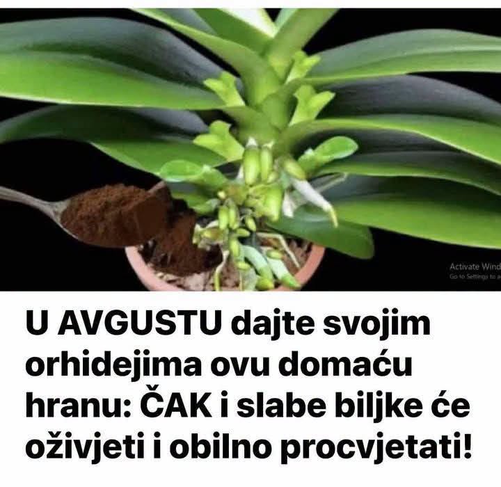 U AVGUSTU dajte svojim orhidejima ovu domaću hranu: ČAK i slabe biljke će oživjeti i obilno cvjetati - featured image U AVGUSTU dajte svojim orhidejima ovu domaću hranu: ČAK i slabe biljke će oživjeti i obilno cvjetati - featured image