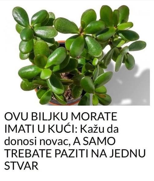 OVU BILJKU MORATE IMATI U KUĆI: Kažu da donosi novac, A SAMO TREBATE PAZITI NA JEDNU STVAR - featured image OVU BILJKU MORATE IMATI U KUĆI: Kažu da donosi novac, A SAMO TREBATE PAZITI NA JEDNU STVAR - featured image