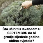 Šta učiniti s lavandom U SEPTEMBRU da bi grmlje sljedeće godine obilno cvjetalo? Šta učiniti s lavandom U SEPTEMBRU da bi grmlje sljedeće godine obilno cvjetalo? - featured image
