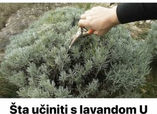 Šta učiniti s lavandom U SEPTEMBRU da bi grmlje sljedeće godine obilno cvjetalo? Šta učiniti s lavandom U SEPTEMBRU da bi grmlje sljedeće godine obilno cvjetalo? - featured image